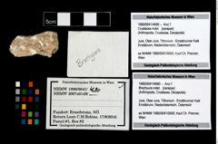 Foto (Objekt + Etikett) von Brachyura indet.  (NHMW-GEO-1990-0041-4680)